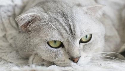 DG视讯官网平台🎮梦幻联赛：YB优势心急冲高团灭被翻 机会把握失败告负离场！